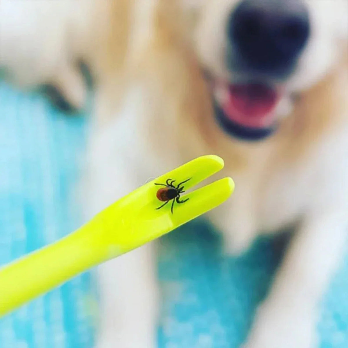 Tick Remover Tool for Dogs and Cats – Easy Twist Removal